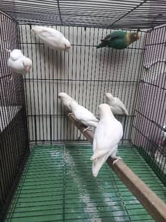 Albino Red eye, Albino Split and parblue breeder pairs