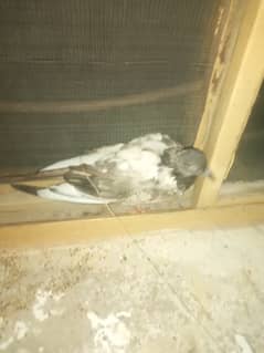 Female pigeon child 1 year