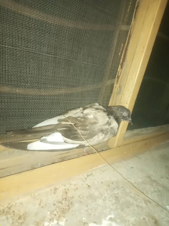 Female pigeon child 1 year 2