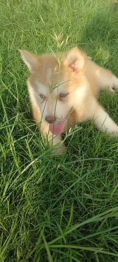 Siberian husky Dog