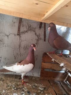 brown sherazi israili  pigeons