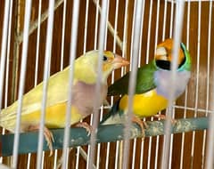 lady gouldian pair