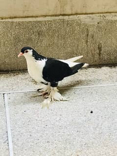 Fairy swallow pigeons