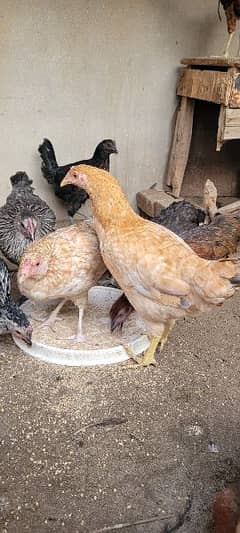 Desi Golden Misri Murgha Murghia Hens