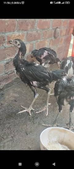 Thai chicks available urgent sale