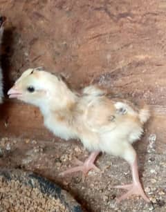 Original ring Bird white king o Shamoo ka chick for sale ha