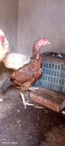 Original ring Bird white king o Shamoo ka chick for sale ha 3