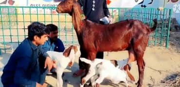 desi bakri 3 bacchon ke sath for sale WhatsApp on 0320,4968,447