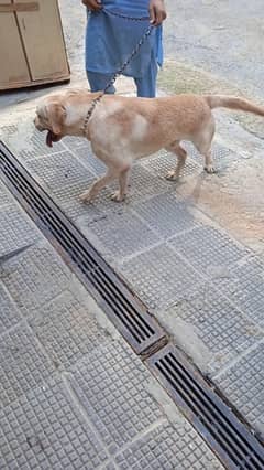 friendly labrador male pedigree chip vaccinated