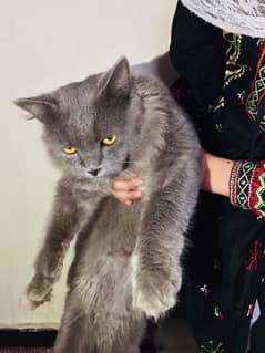 great Persian cat 0