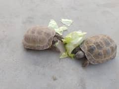 Sulcata tortoise