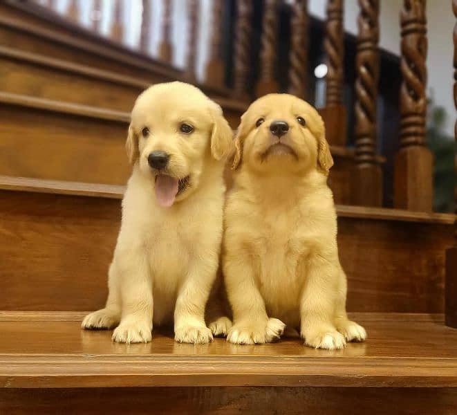 Golden retriever puppies 0