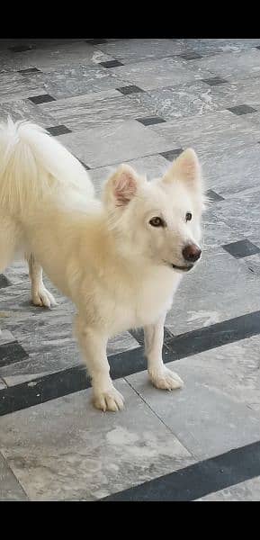 sale my russian  female 2