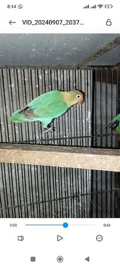 parbule splite ino female far sale