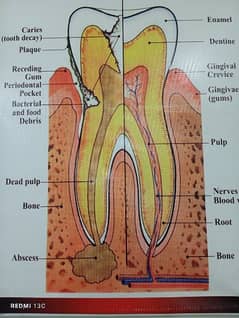 need dental surgeon for reputed dental clinic