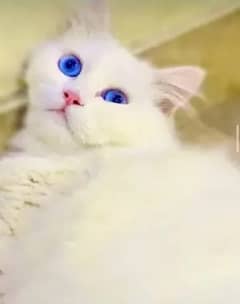 Blue eyes Male cat available for matting