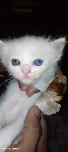 only 1 Punch Face ODD eyes pair ka kitten for sale ha