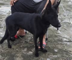 I want to sale my black German shepherd female puppy