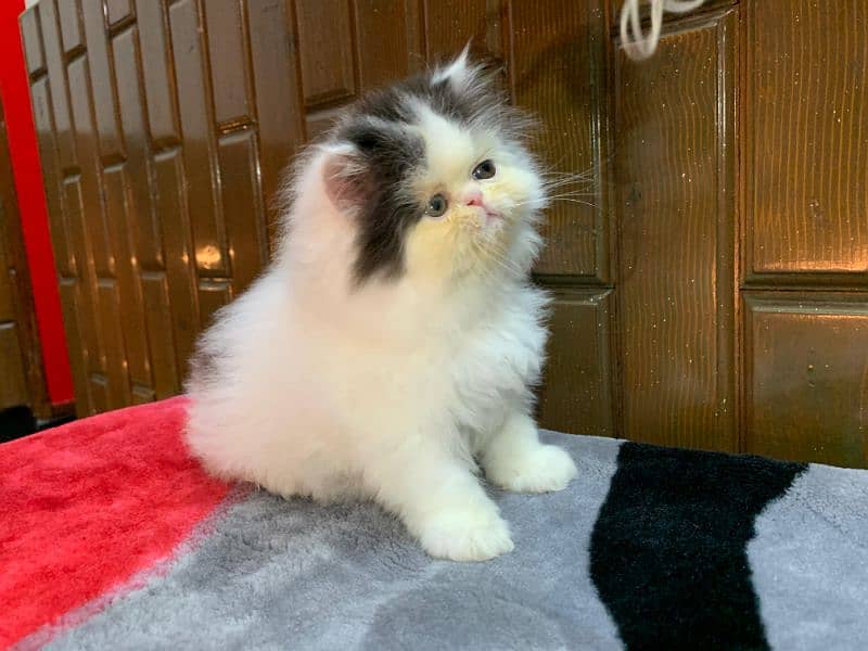 Tripple coat sami punch face male female kitten available 1