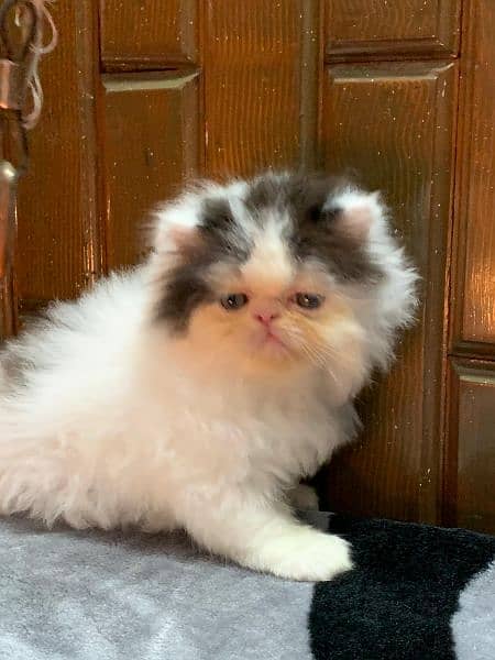 Tripple coat sami punch face male female kitten available 3