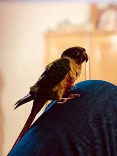 hand tamp pineapple conure