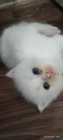 3 male female Persian kitten's