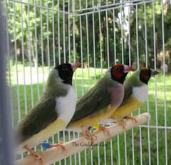 Split blue gouldian available