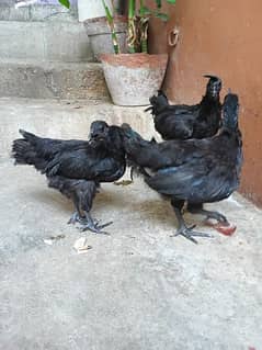 Ayam Cemani Grey Tongue