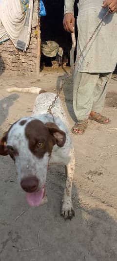 dog labra iska naam tiger 03447469096