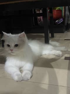 persian cat for sale