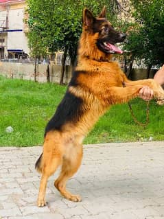 German Shepherd