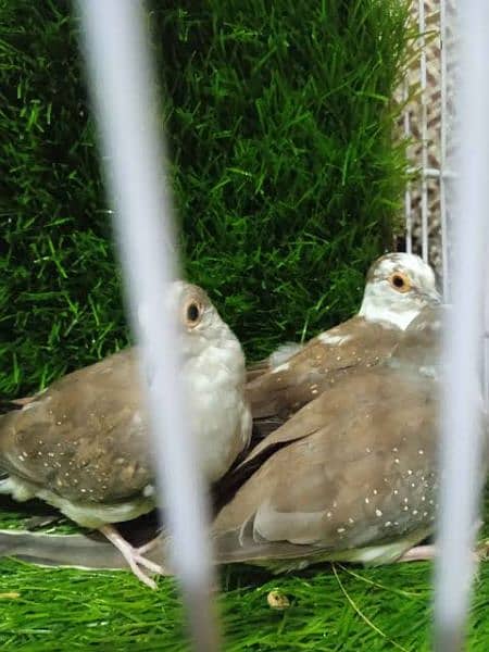 sale sale diamond pied  dove 1