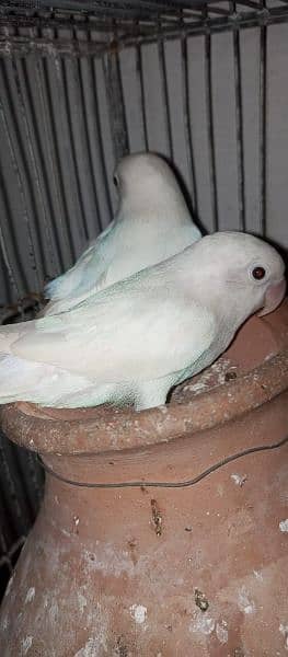 Albino,blue oplne and green opline for sale 2