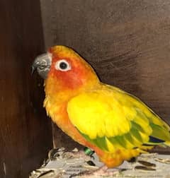 sunconure tamed