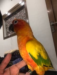 sunconure tamed