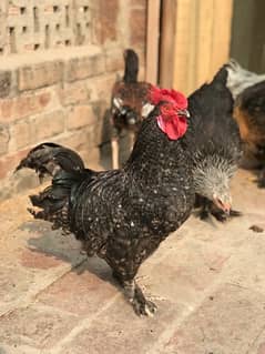 Coco Bantam Pair & Heavy buff & Ayam cemani female