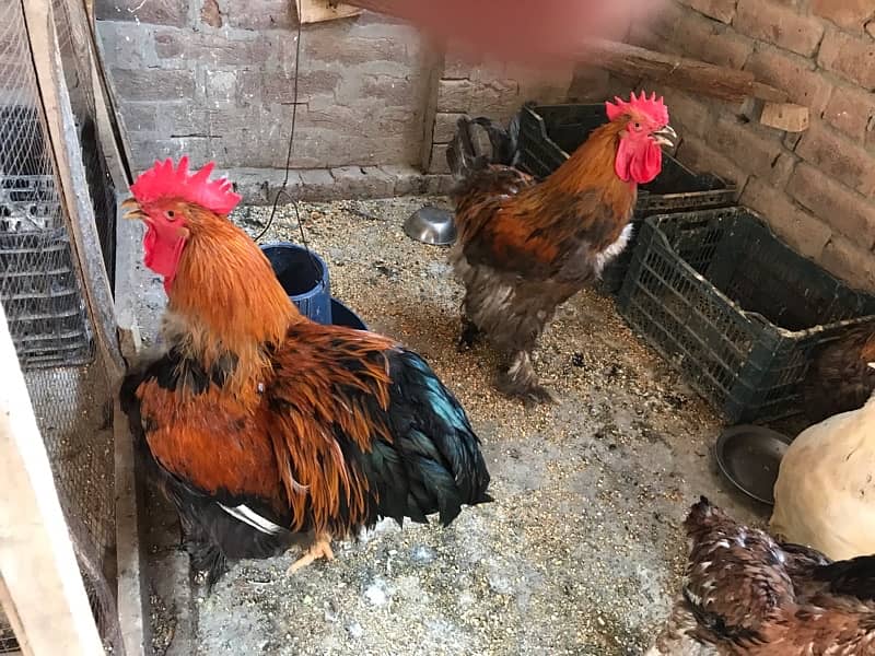 Coco Bantam Pair & Heavy buff & Ayam cemani female 2