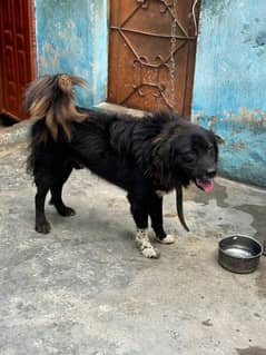 Afghan kuchi for sale