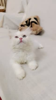 Persian cat for Sale