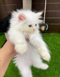 Persian cat for Sale