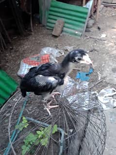 Black aseel chicks