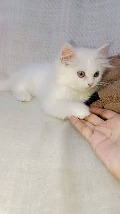 Persian cat for Sale