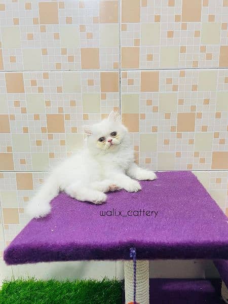 Piki Kitten|Punch face Kittens|persian cat|cute|tripple|fluffy|doll 18