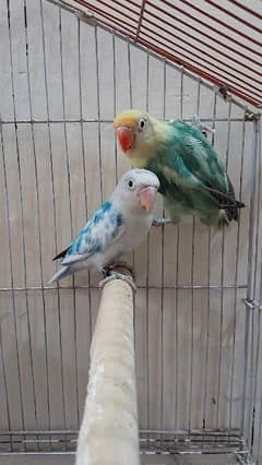 lovebirds (pied) ino