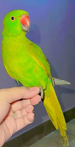 ringneck active hand tame parrot urgent for sale