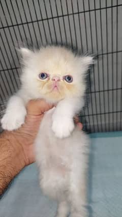 Persian Cat for sale my WhatsApp number 03276330466