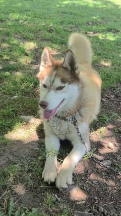 Siberian Huskey