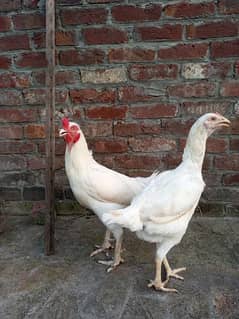 Paper White Heera Breed