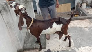 dasi ablak nasel ki bakri for sale