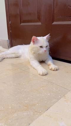 Double coated Persian male cat